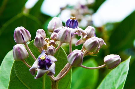 Crown Flower,white and purple flower の写真素材