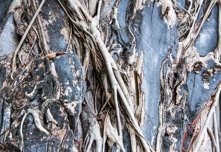 Roots on the tree texture for background の写真素材