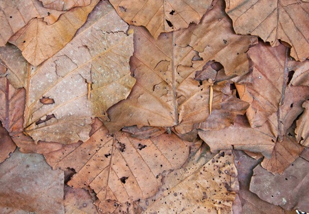 Dry leaves on the wall for background