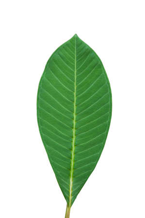 leaves isolated on white backgroundの写真素材