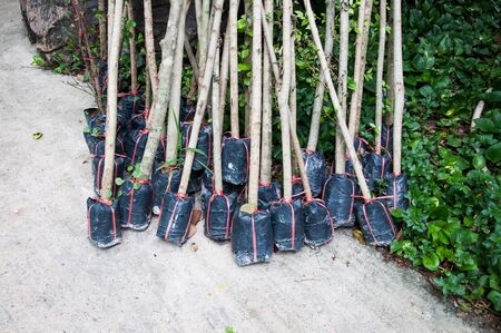 Plant preparation before growing.の写真素材