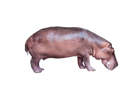 Hippopotamus isolated on white backgroundの写真素材