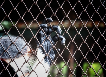 Hand of ape In the cage.の写真素材