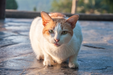 Thai cat with yellow eyes. Expressive look.の写真素材