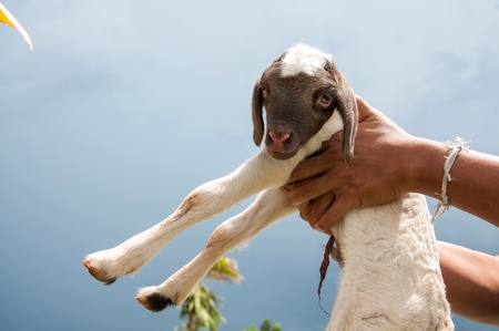 carries of small baby sheep or lamb