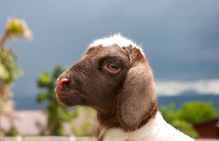 small baby sheep or lamb の写真素材