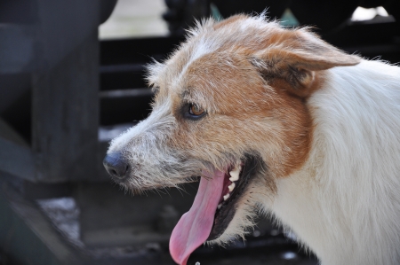 Head of thai dog with tongue outの写真素材