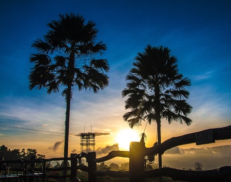 Sunrise with the silhouette of a plam treeの写真素材