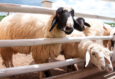 Group of sheep in farm