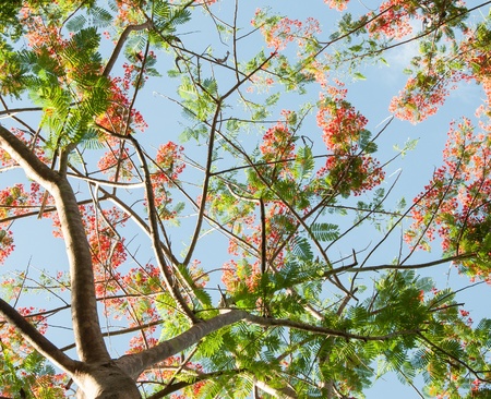 Under the tree or peacock flowersの写真素材