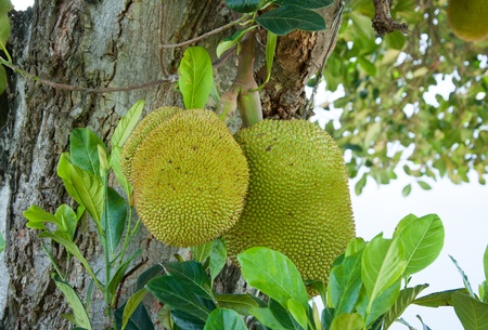 Jackfruit on the tree.