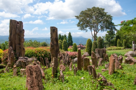 The petrified wood in garden.の写真素材