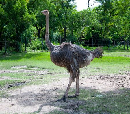 ostrich in zoo or safari of Thailand.の写真素材