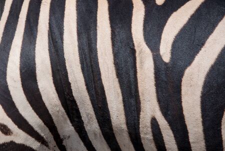 texture of zebra in zoo for background.