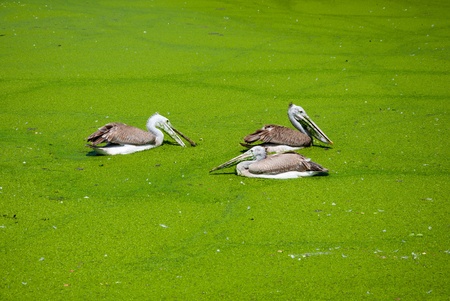 painted stork bird in swamp at safari of Thailand.