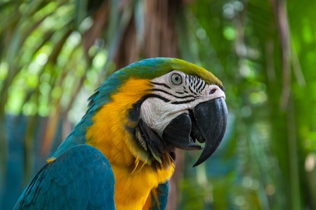 Parrot macaw beautiful colors in safari Thailand 