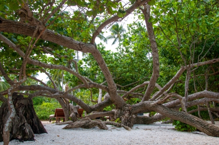 Tree on a sandy beach.