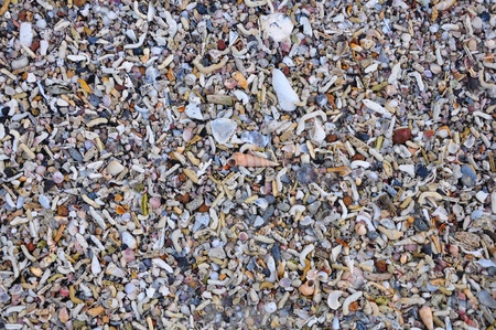 Shell and pebble stone for background.