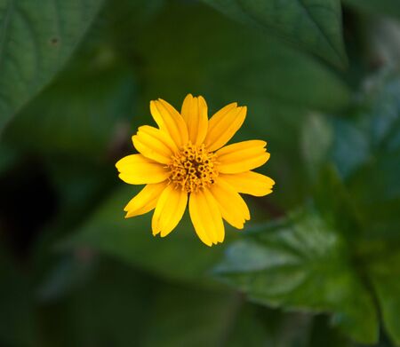 yellow flower with green leaf background.の写真素材