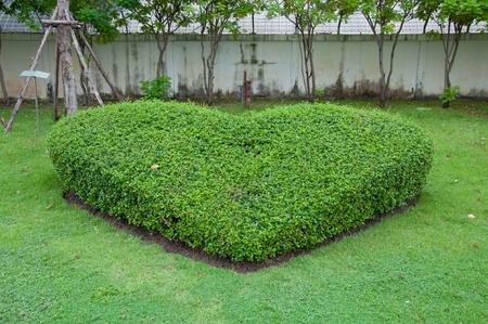Decorate garden is a green heart.の写真素材