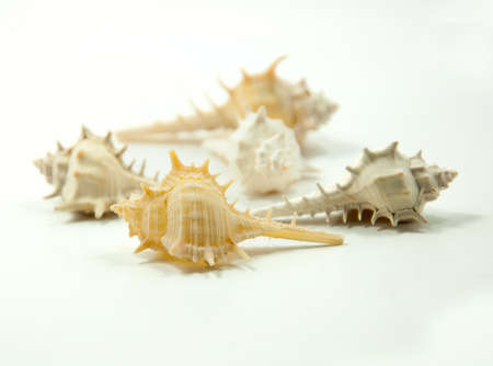 sea shell isolated on white.の写真素材