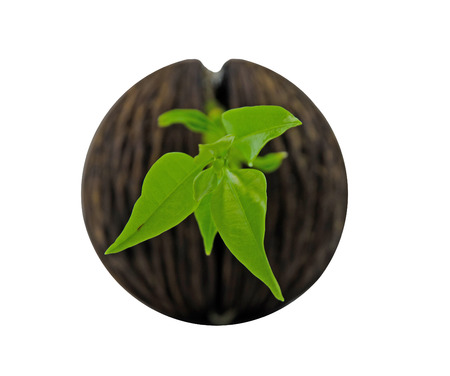 Cerbera odollam  or Suicide tree fruit seed on white background.