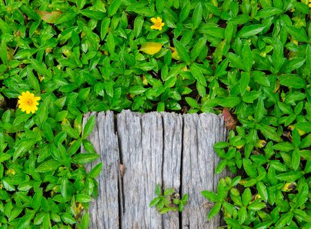 wood with green grass border, Natural Frame.の写真素材