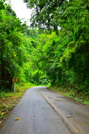 Country road with trees.の写真素材