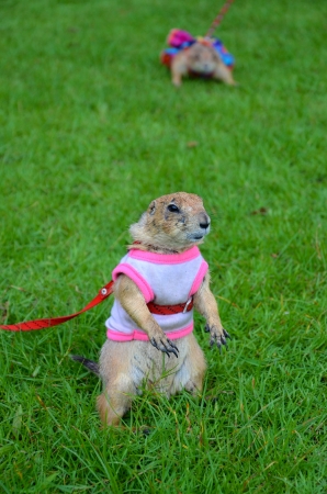 Prairie dog on lawn in summer