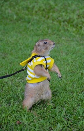Prairie dog on lawn in summer