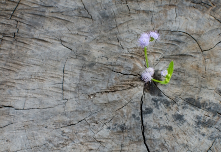 Plant growing on tree stump.の写真素材