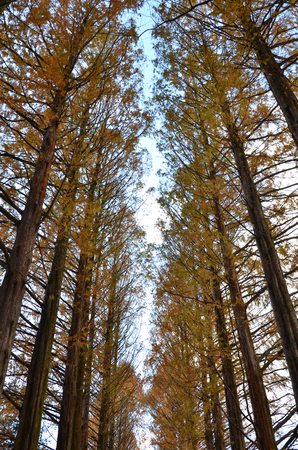Row of pine trees at Nami island, South Koreaの写真素材