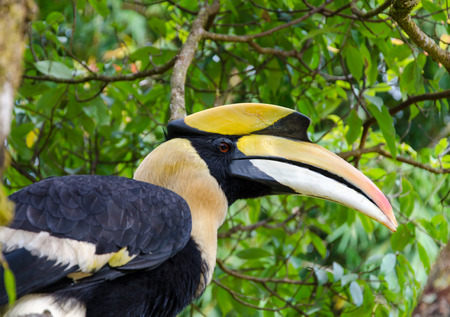 Hornbill stand on the branch.の写真素材