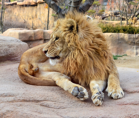lion on the rocks.の写真素材