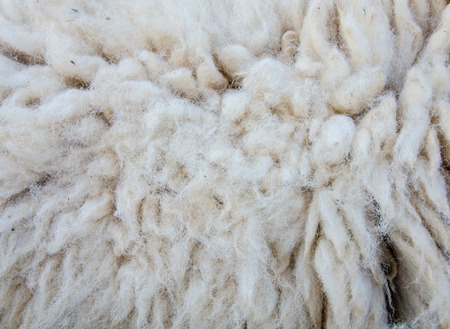 woolly sheep fleece for background.の写真素材
