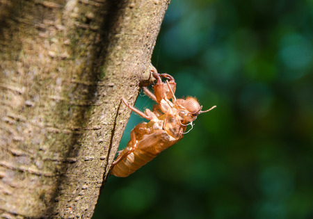 cicada shell which leave on the tree.
