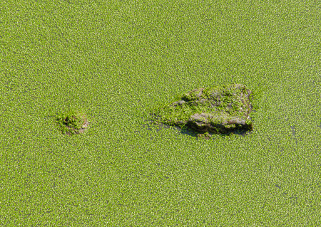 crocodile in wetland pond covered with duckweed on sunny days.の写真素材