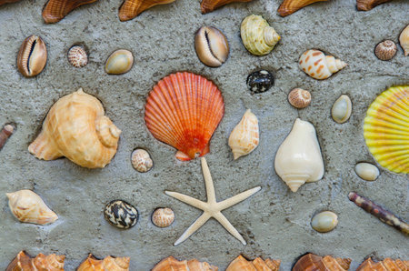 Starfish and shells to decorate on cement wall.の写真素材
