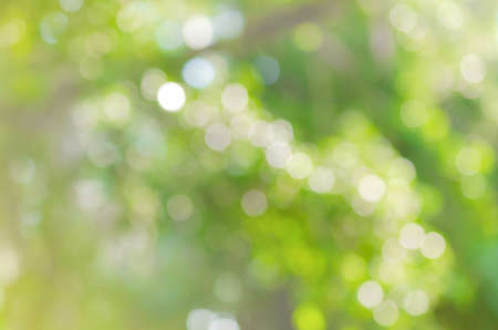 beautiful green nature bokeh abstract for backgroundの写真素材