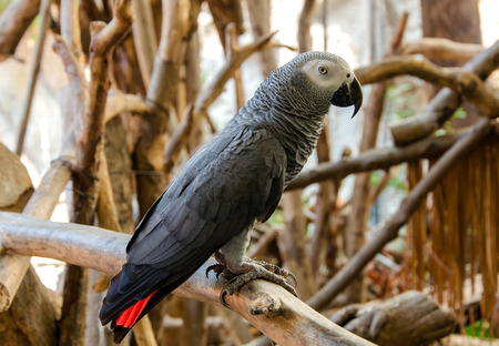 Portrait of African Gray Parrot.の素材 [FY31029730688]