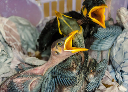 baby birds hungry in nest.の写真素材