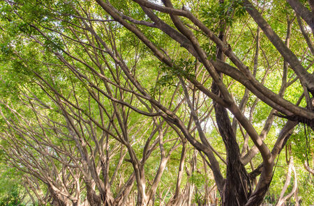 Trees in public park.