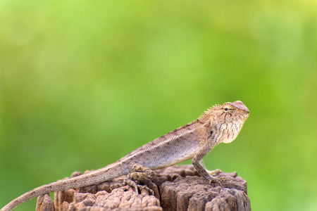Closeup of Changeable lizard on tree.の写真素材