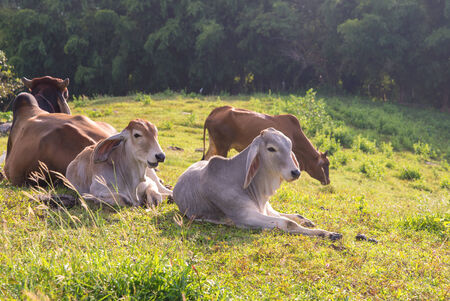 Herd of cows on a summer pasture.の写真素材