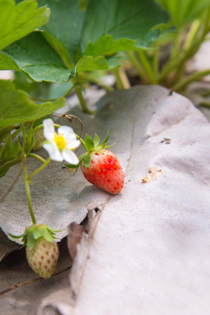 Strawberry bush growing in agriculture farm.の写真素材