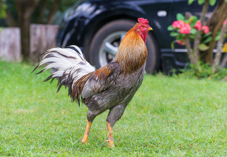 Rooster or cock on green grass.