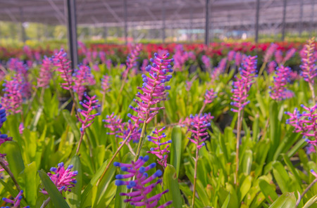 Bromeliad flower in farmの写真素材