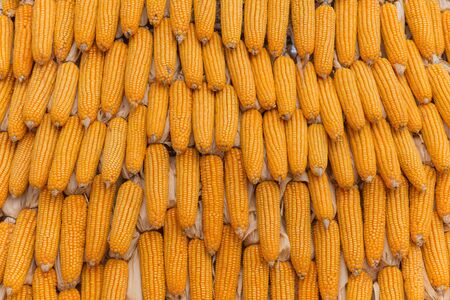 Sweet Corn Agricultural products in farm.の写真素材
