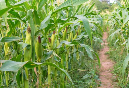 Corn field in agricultural rural landscape.の写真素材