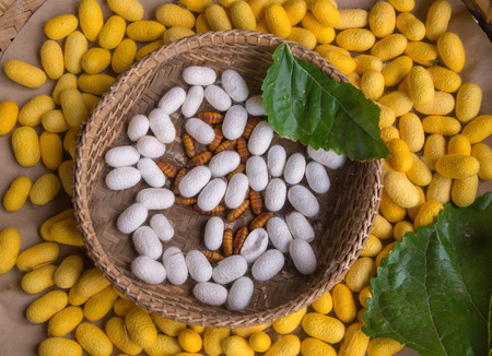 Silkworm cocoonsの写真素材